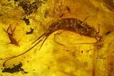 Detailed Fossil Bristletails, Ant and Fly in Baltic Amber #200098-1